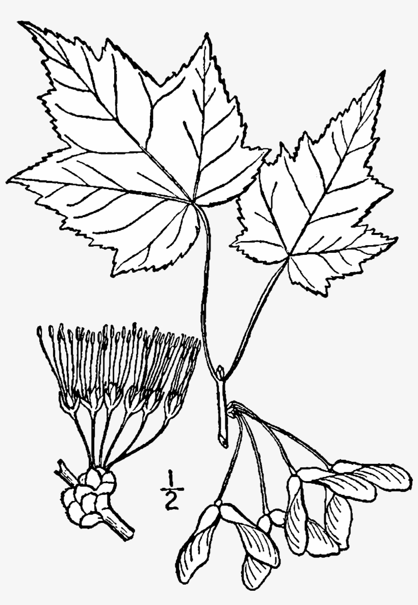 Acer Rubrum Drawing - Acer Ginnala Botanical Illustrations, transparent png