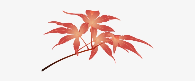Acer Leaves - Maple, transparent png