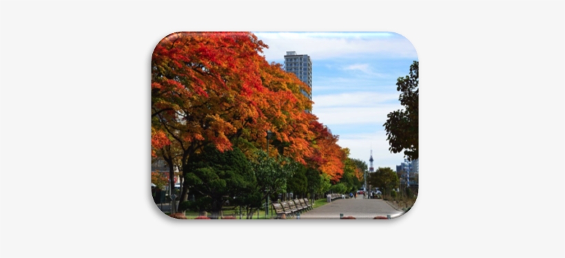 Image022 - Park, transparent png