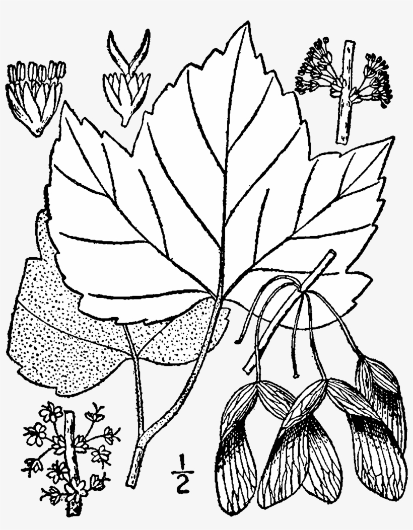 Acer Rubrum Drummondii Drawing - Acer Pensylvanicum Drawing, transparent png