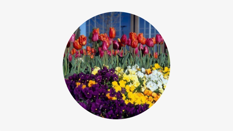 Our Gallery - Tulip, transparent png