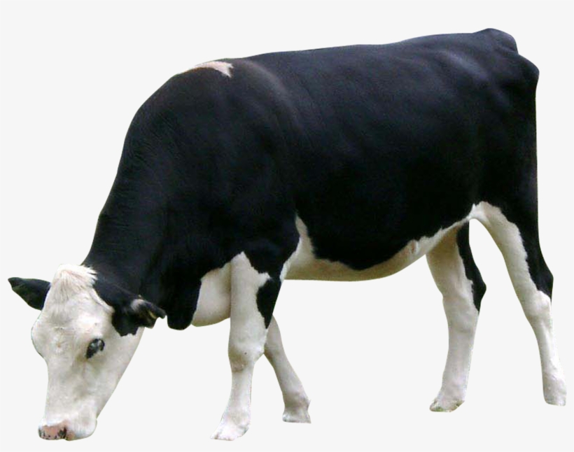 Png Images Cow (id 17378), transparent png