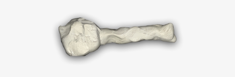 Bone 5 4e - Tool, transparent png