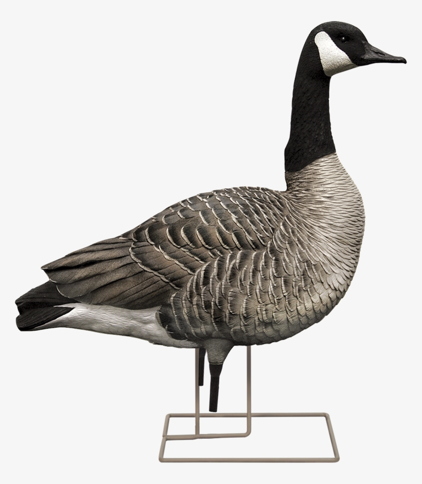 Aggressive Male - Canada Goose Clip Art, transparent png