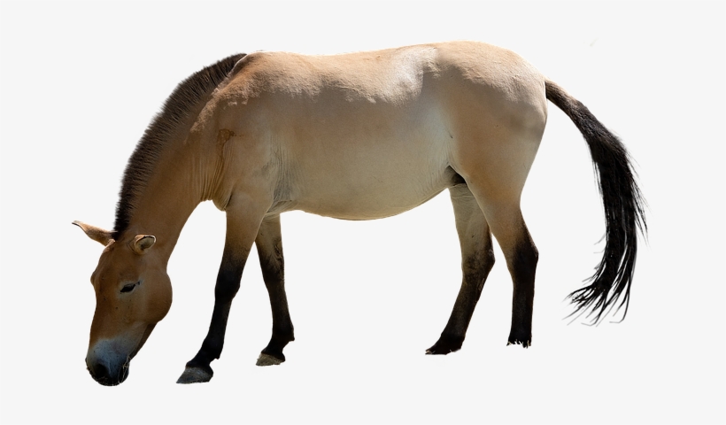 Caballo, Aislado, Animales, Mane, Mundo Animal - Mane, transparent png