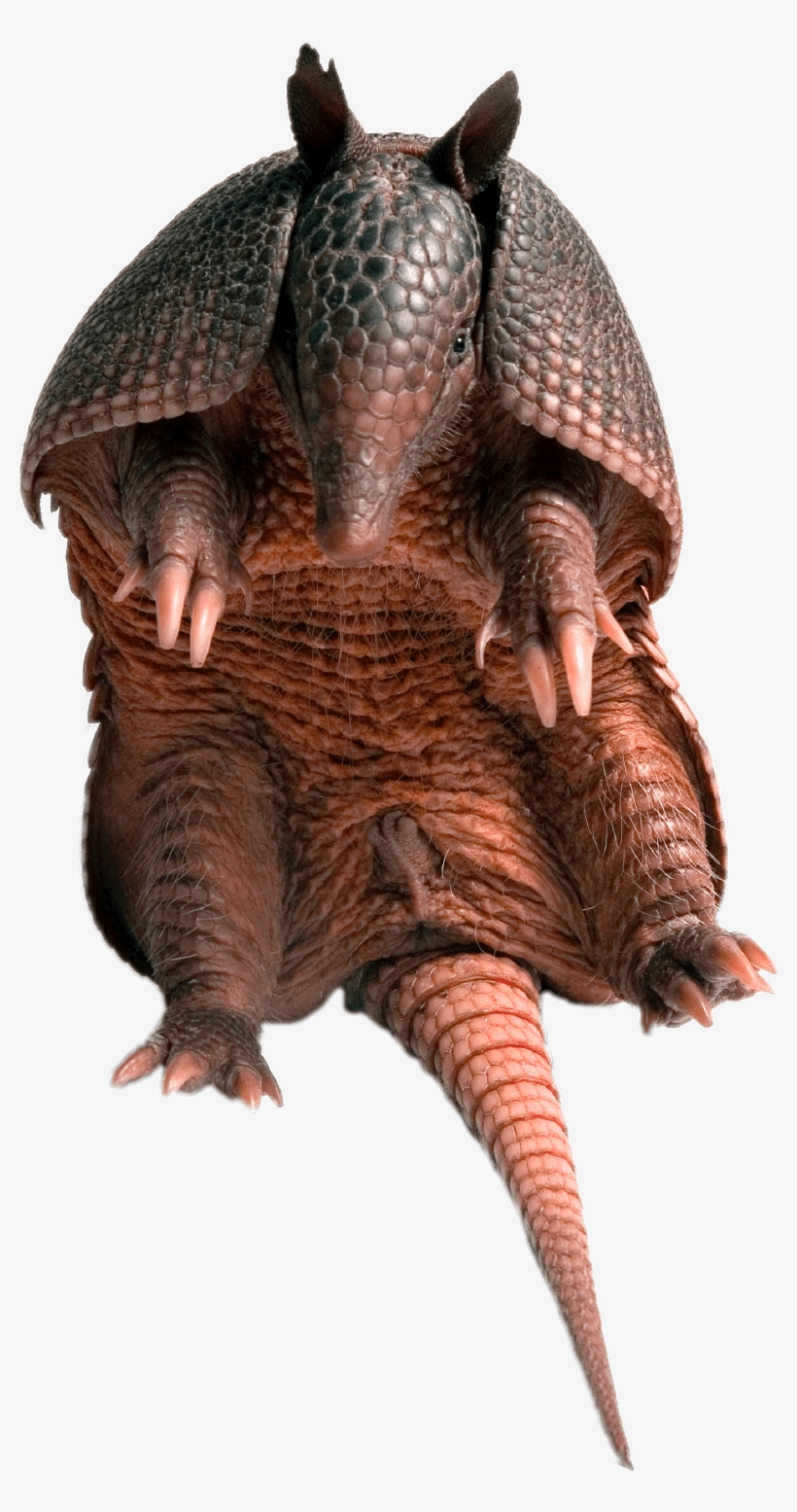 Armadillo Sitting - Armadillo, transparent png