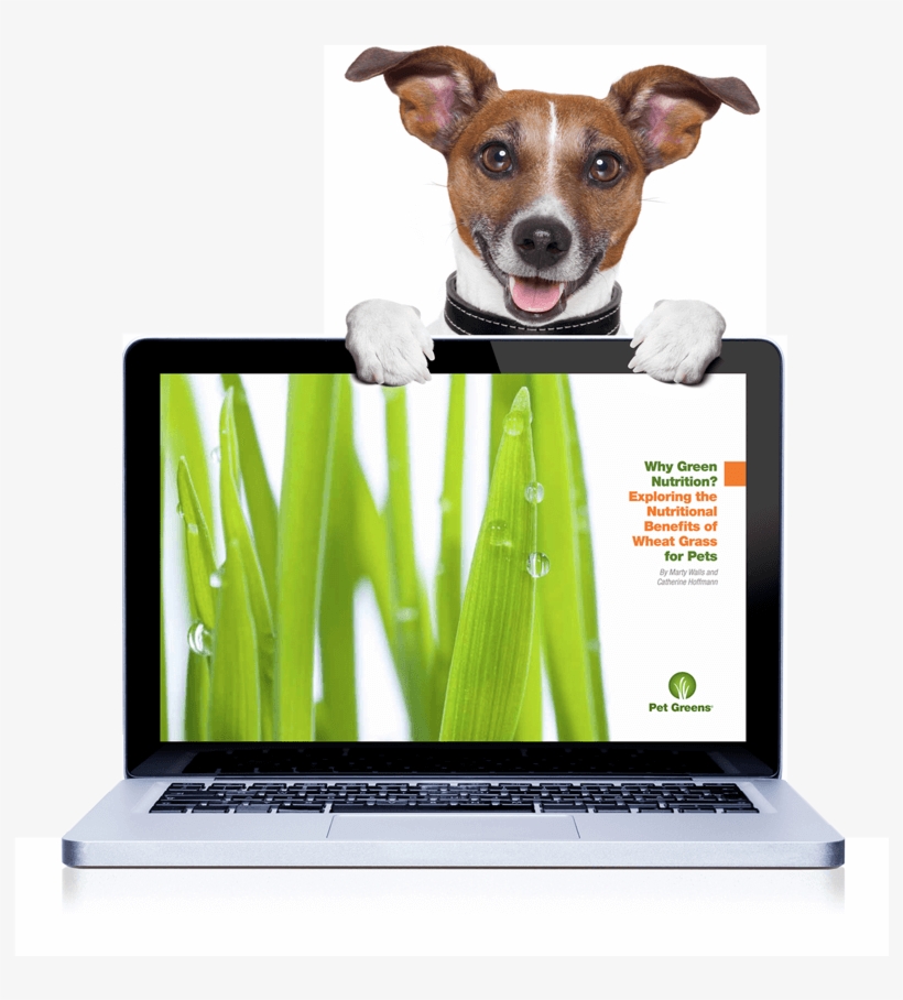 Pet Greens E Book Dog - Cao Feliz Ano Novo, transparent png