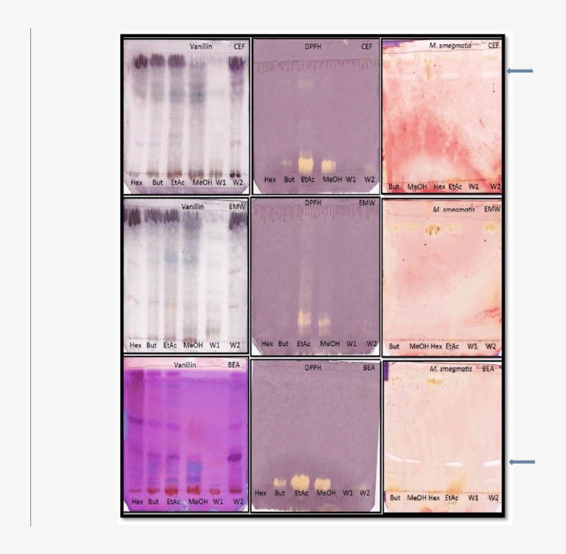 Chromatograms Of Solvent-solvent Fractions [hex , But - Peach, transparent png