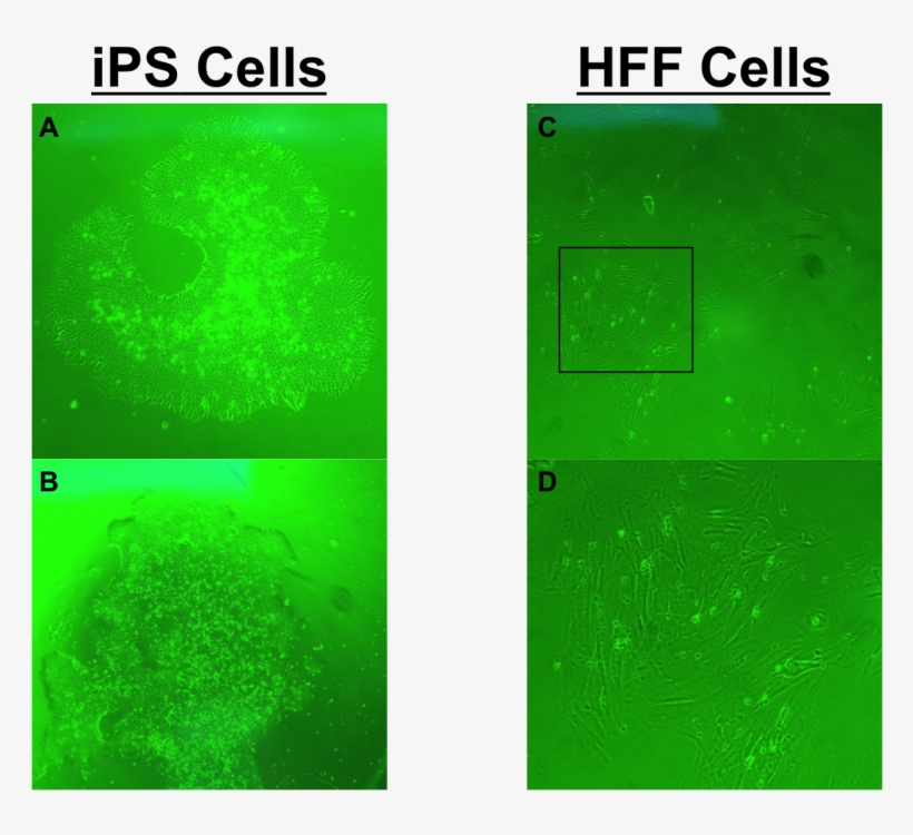 Hpf-768x688 - Data Nugget Gene Expression In Stem Cells, transparent png