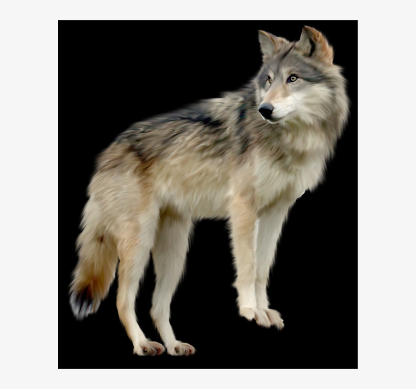 Lobo Blanco Png, transparent png