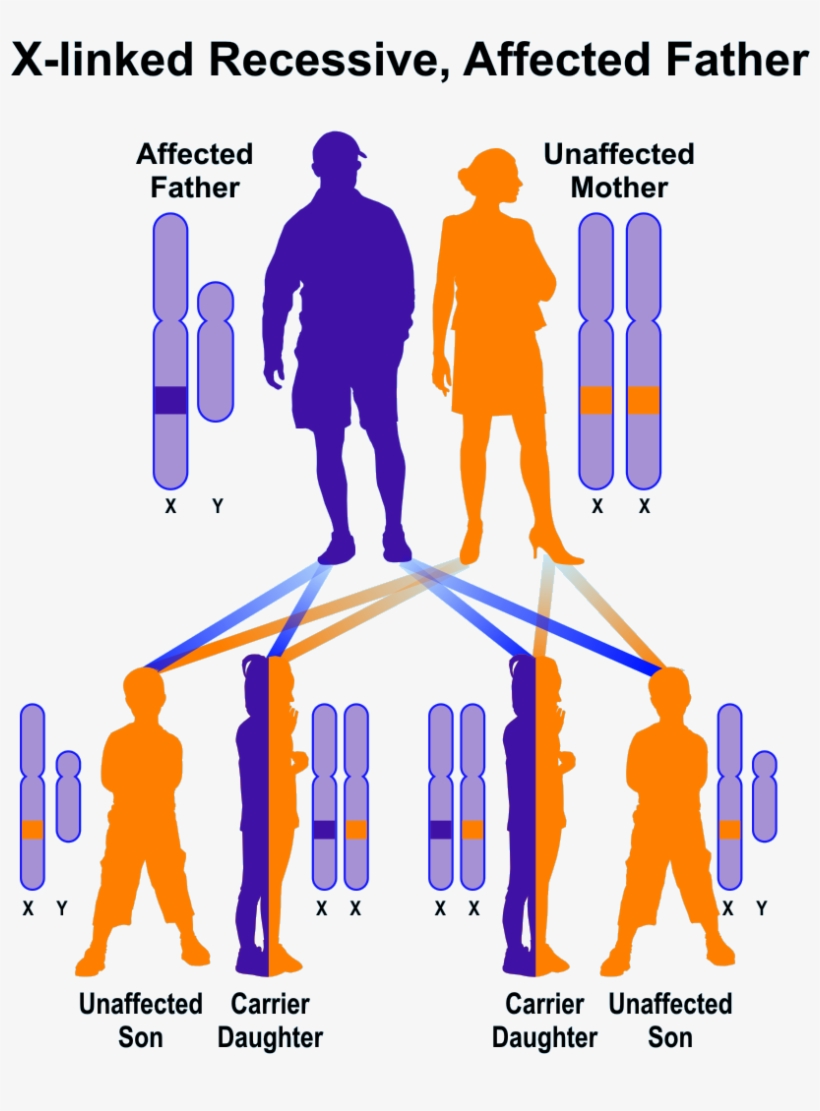 Banner Freeuse Library Ocular Type Hereditary Diseases - X Linked Recessive Father, transparent png