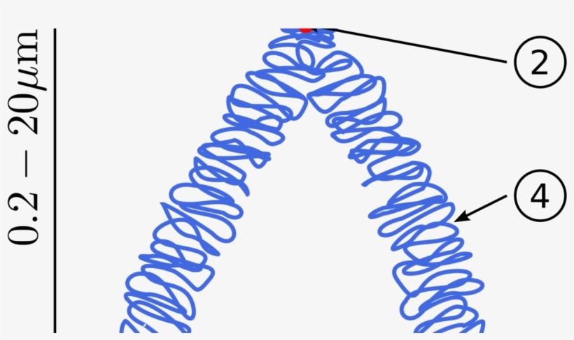 Botany Chromosomal Aberrations, Structural Chromosomal - Chromatin In A Chromosome, transparent png