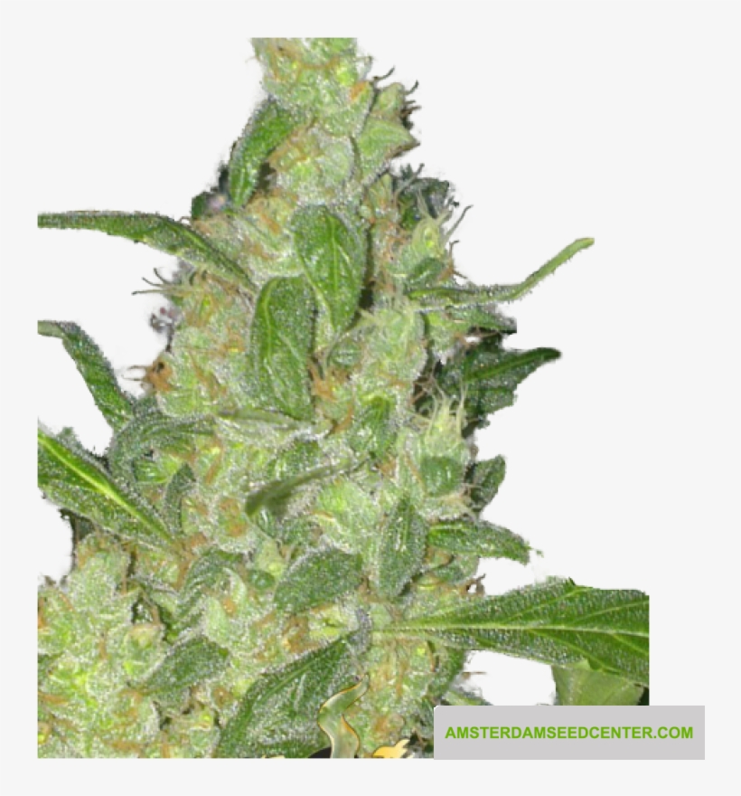 Turing Autoflowering - Autoflowering Cannabis, transparent png