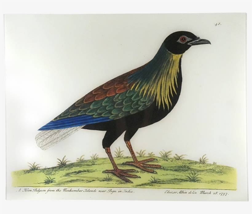 Phasianidae, transparent png