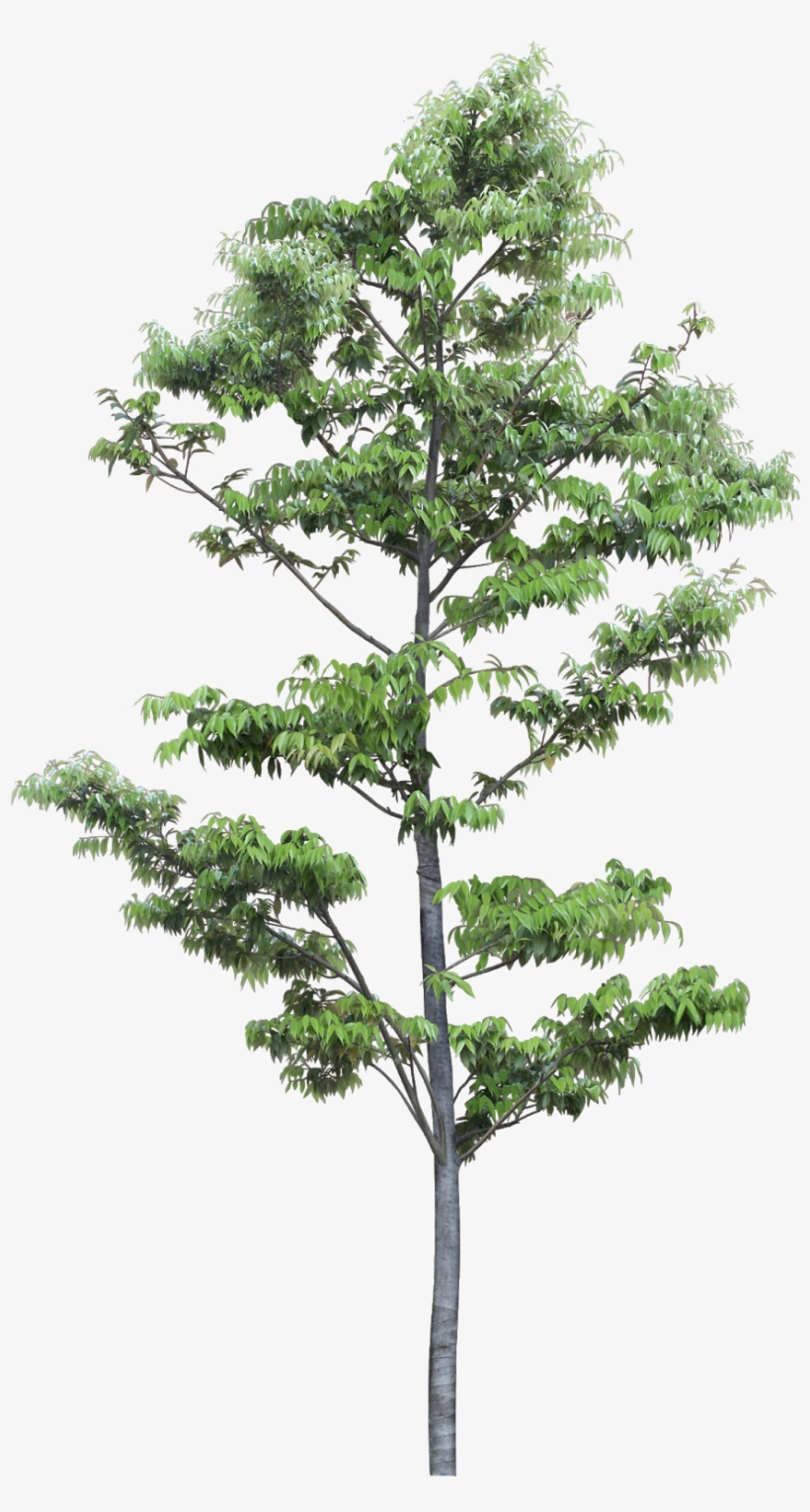 Pin By Ar - Pond Pine, transparent png