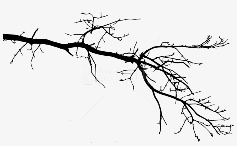 Free Png Tree Branch Png - Tree Branch Drawing Png, transparent png