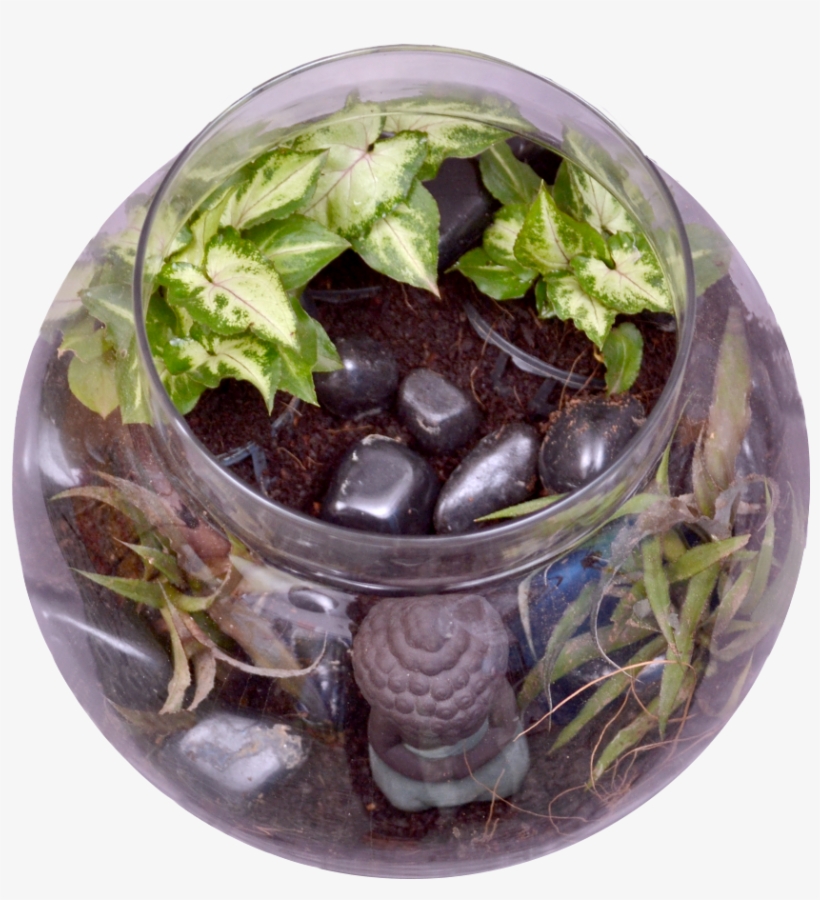 Buddha In A Bowl Terrarium Kit - Flowerpot, transparent png