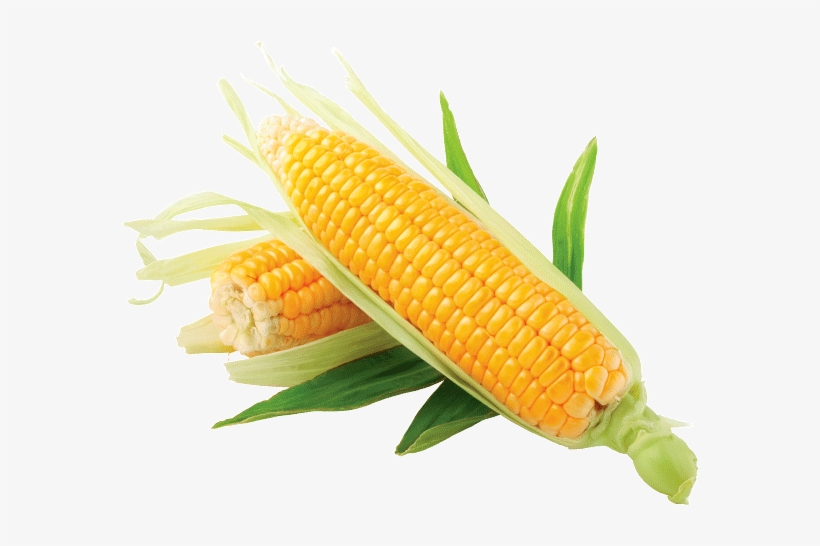 Corn Kernels, transparent png