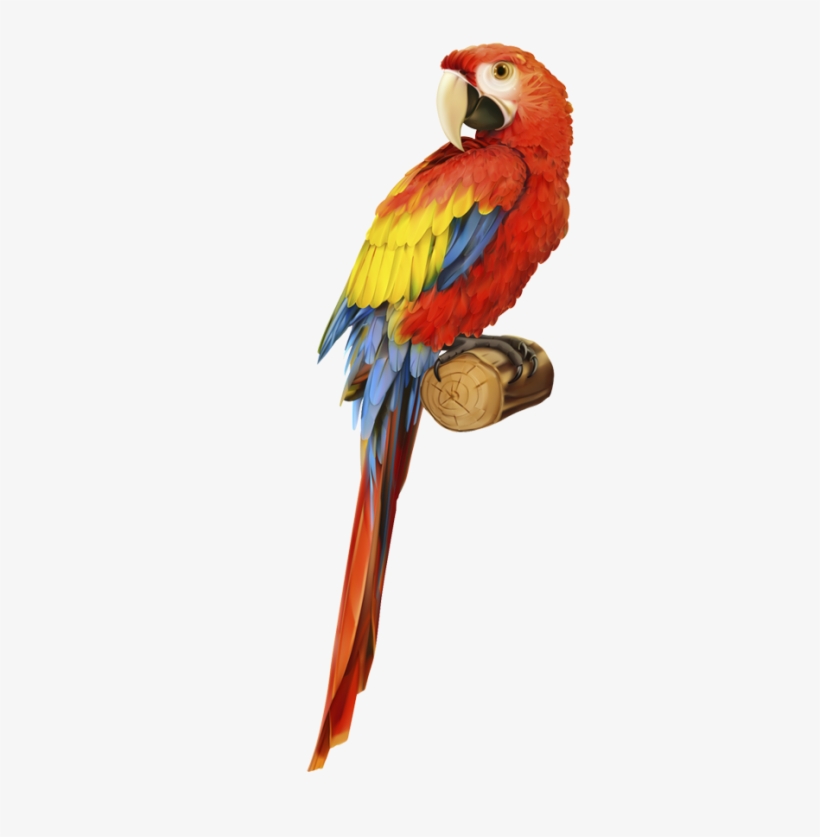 The Complete Guide To A Safari Journey In Kenya - Parrot Illustration, transparent png