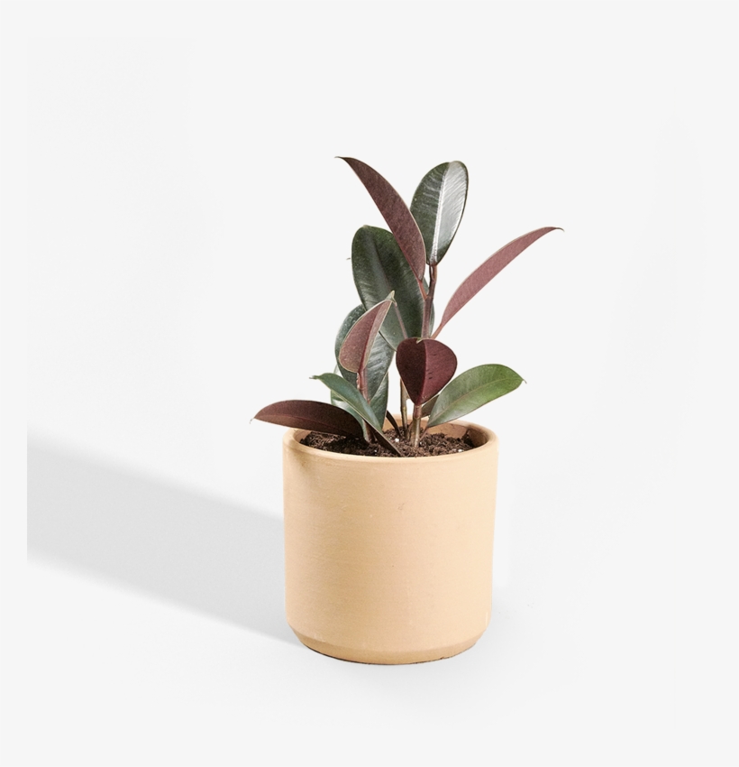 We're Changing The Plant Game - Flowerpot, transparent png