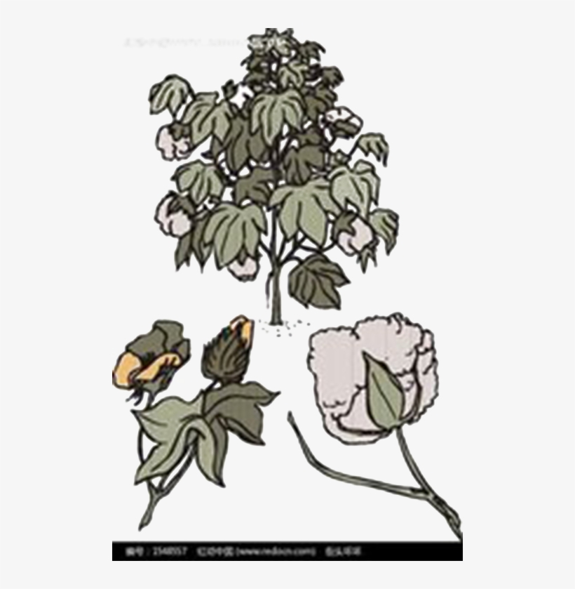 Drawn Branch Real Tree - Bombax Ceiba Fruit Png, transparent png