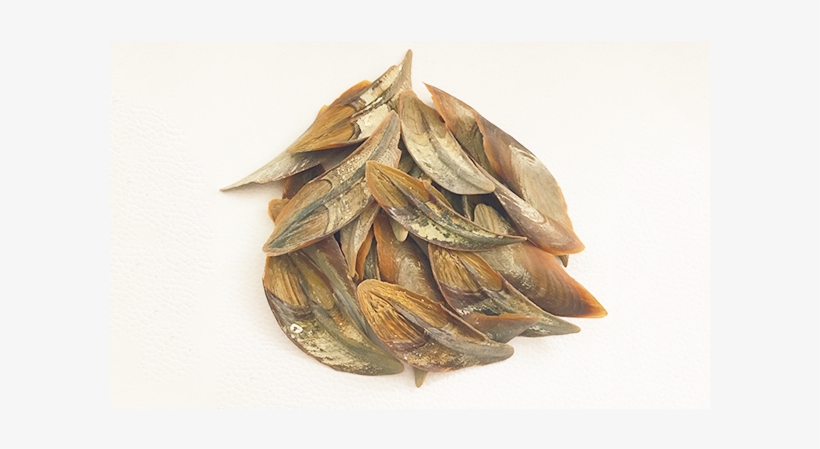 Accept Custom Ocean Dollar Operculum Seashells - Einkorn Wheat, transparent png