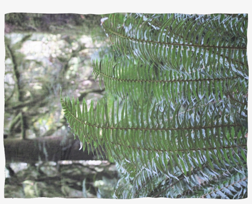 "fun With Ferns" - Fern, transparent png