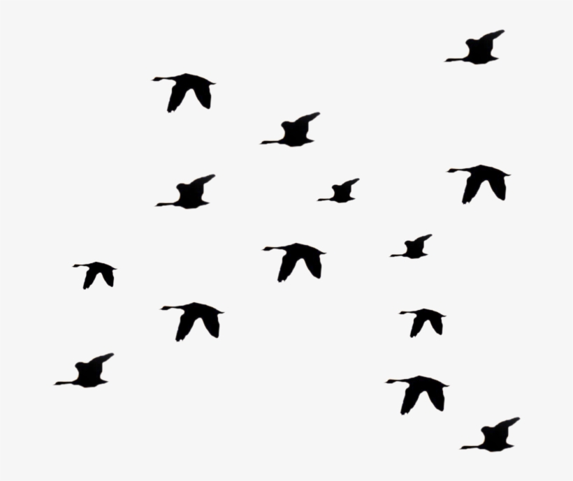 Bird Fly Png Clipart Li Ry - Silhouette Birds Flying Away Png, transparent png