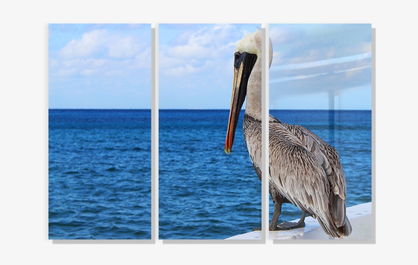 Ebay Responsive Template - Brown Pelican, transparent png