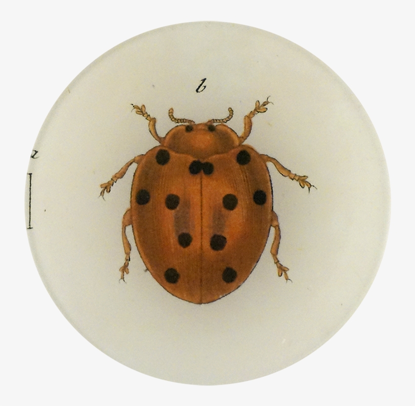 Ladybug, transparent png