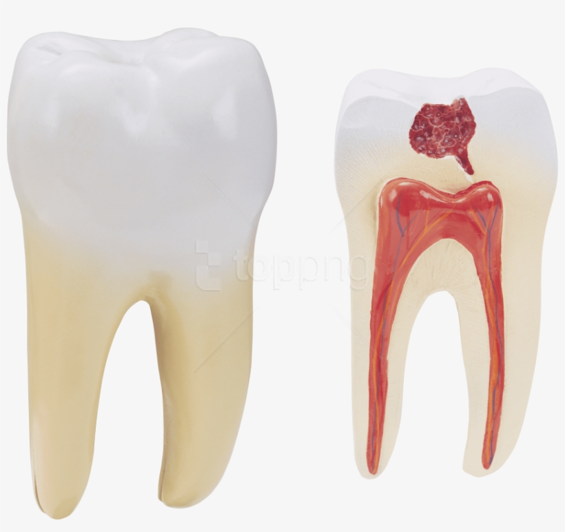 Free Png Download Teeth Png Images Background Png Images - Human Tooth Png, transparent png