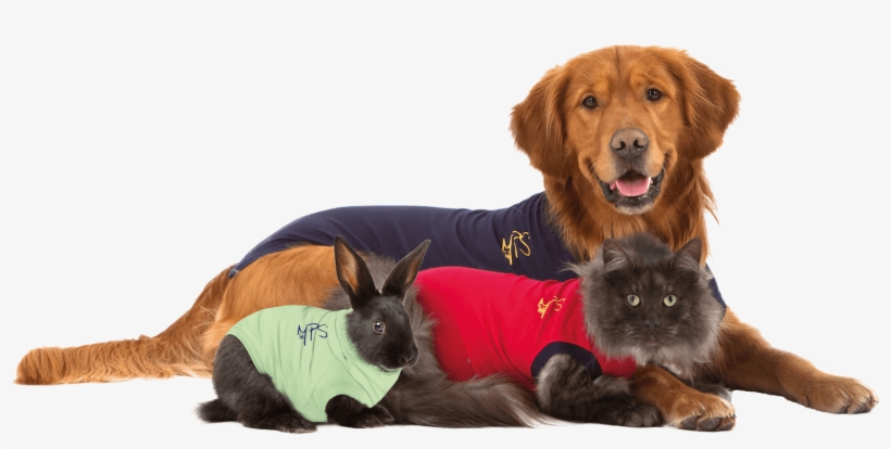 Medical Pet Shirt Dog, transparent png