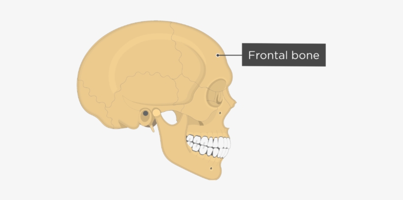 Skull Bones - Lateral View - Frontal Bone - External Acoustic Meatus Lateral View, transparent png