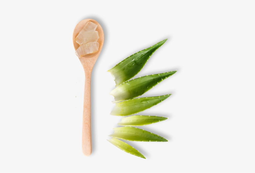 Dummy - Spoon Green Tea Png, transparent png