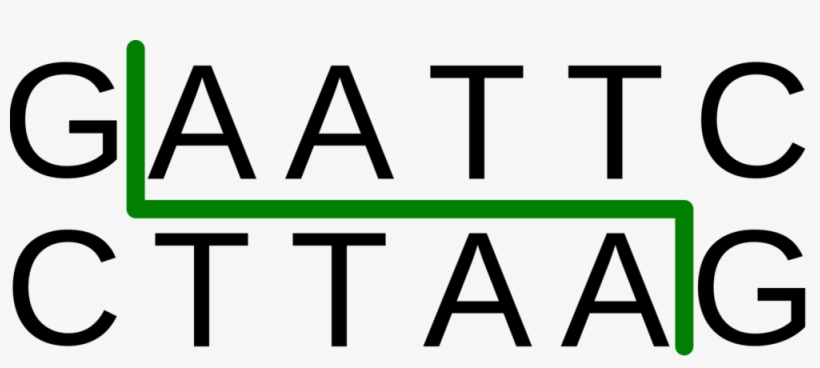 Bullet - Ecor1 Restriction Site, transparent png