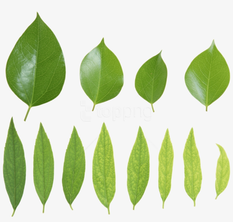 Free Png Download Green Leaves Png Images Background - Листья Зеленые, transparent png