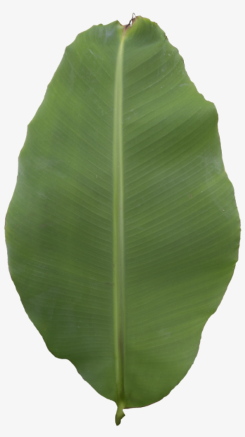 Leaf Banana - Ensete, transparent png