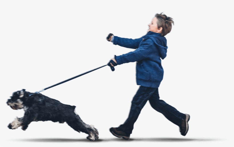 Companion Dog, transparent png