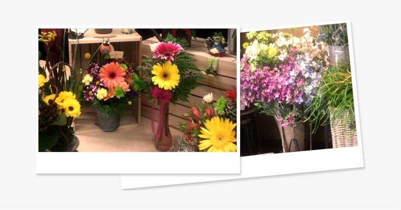 The Freshest Flowers - Barberton Daisy, transparent png