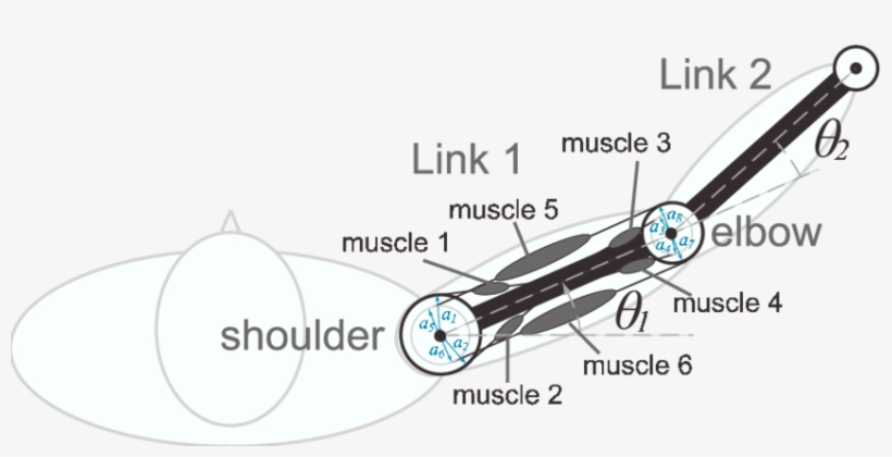 Two Joints Six Muscles Arm - Leider Kein Foto Für Dich, transparent png