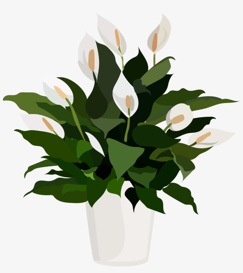 Indoor Plants, transparent png