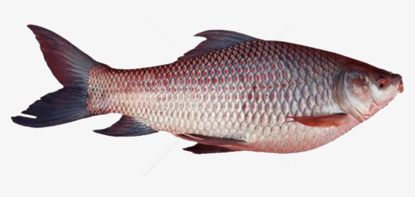 Free Png Download Ghol Fish Png Png Images Background - Rohu Fish, transparent png