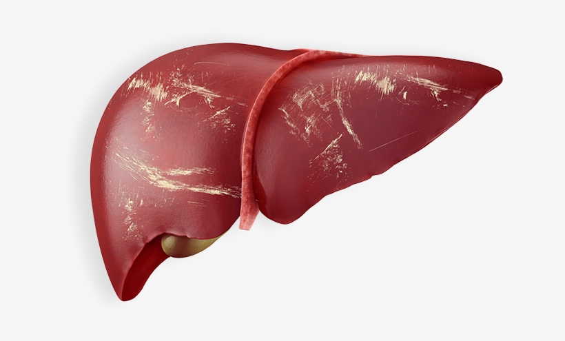 Liver Png - Fígado Png, transparent png