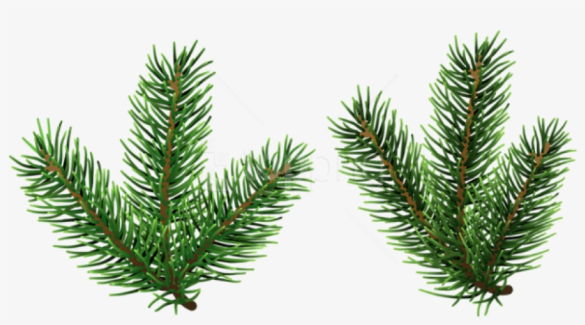 Free Png Pine Tree Branches Png Png - Christmas Tree Branches Png, transparent png