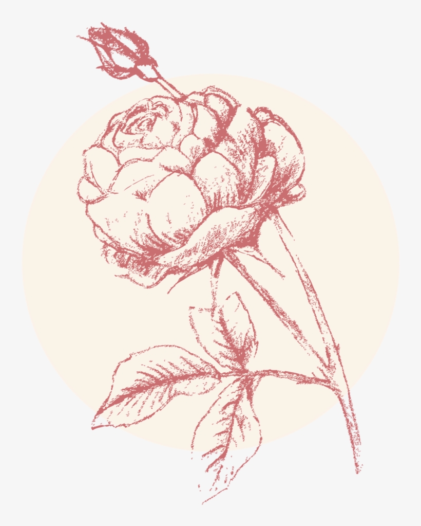 Rose Brightest - Illustration, transparent png