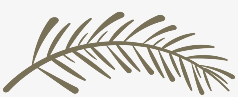 Spiritwood-pinebranch - Twig, transparent png
