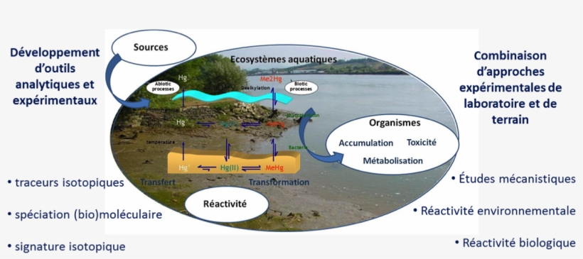 Compréhension Des Mécanismes Physico-chimiques Et Biologiques, - Tree, transparent png