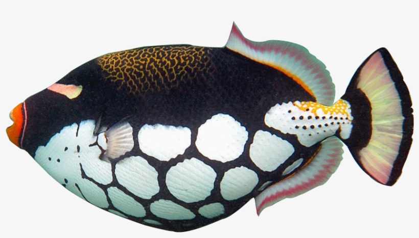 Tropical Fish Clipart Realistic - Trigger Fish Clip Art, transparent png