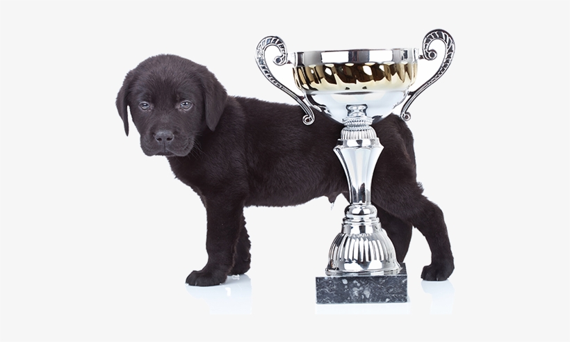 Become A Pet Protector Affiliate Partner For Free - Labrador Retriever, transparent png