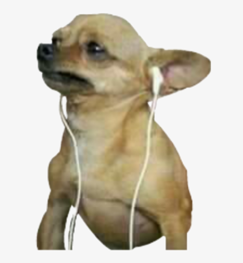 Sad Chihuahua, transparent png